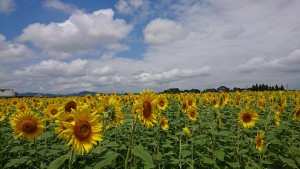 38829102_1821334317944626_6317363865499729920_n