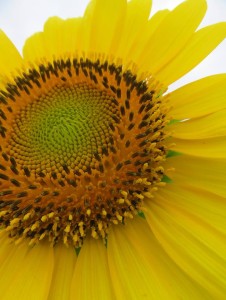 38831422_1819257164819008_8992730656677036032_n