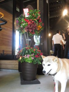 39408945_1833769630034428_1545837920437403648_n