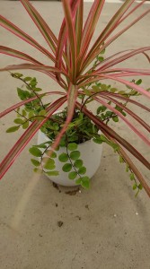 40116308_1975826456041057_5867120386570715136_n