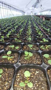 40497534_402262380305661_7325635072055312384_n