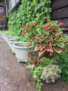 41537212_297654634350387_2104226829043761152_n