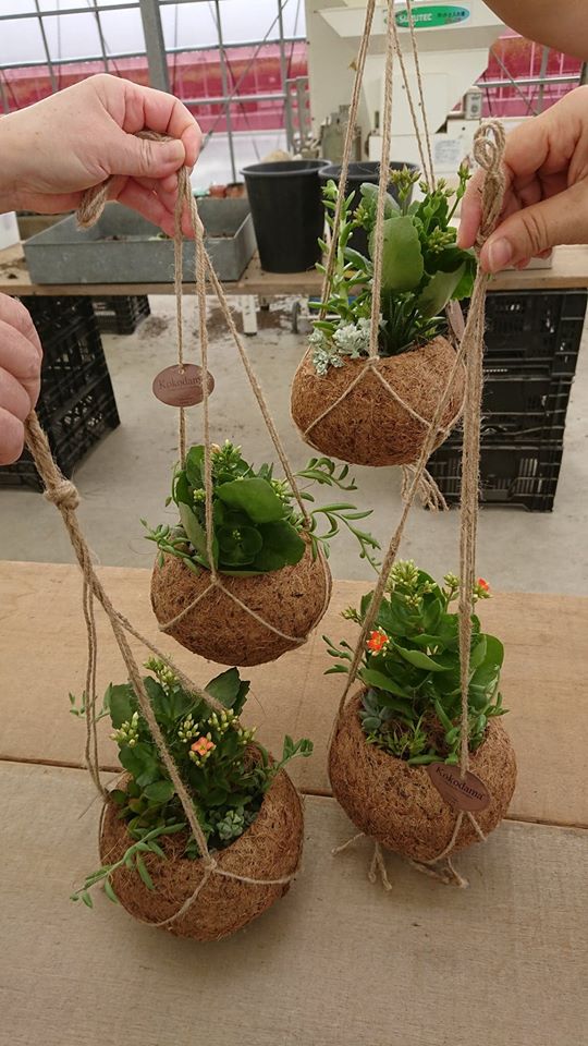 今月９月の「JOY☆ガーデニング隊」