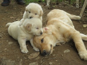 42397501_1882468898497834_2844936326271205376_o