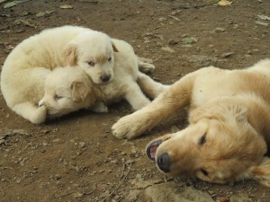 42406711_1882469065164484_9109581804674744320_o