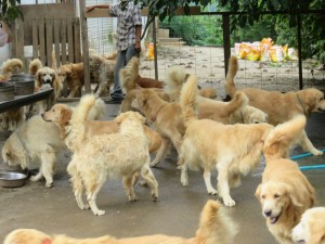 42421722_1882469261831131_4583714627300360192_o