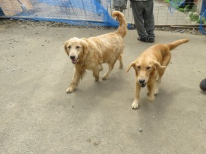 42497036_1882469251831132_454404056698322944_o