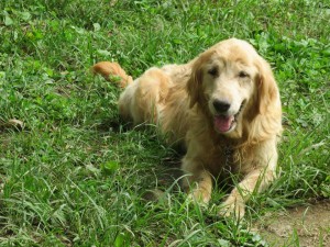 42559783_1882458918498832_6072633115690401792_n