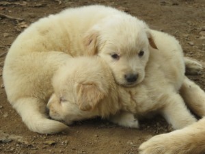 42570067_1882469078497816_8172794861267714048_o