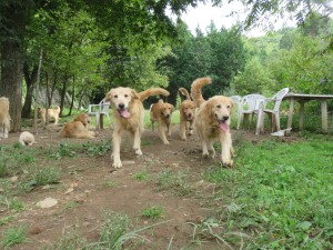 42595322_1882471585164232_7980338162712969216_o