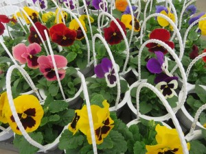 44123939_1910847185660005_1010414979351838720_n