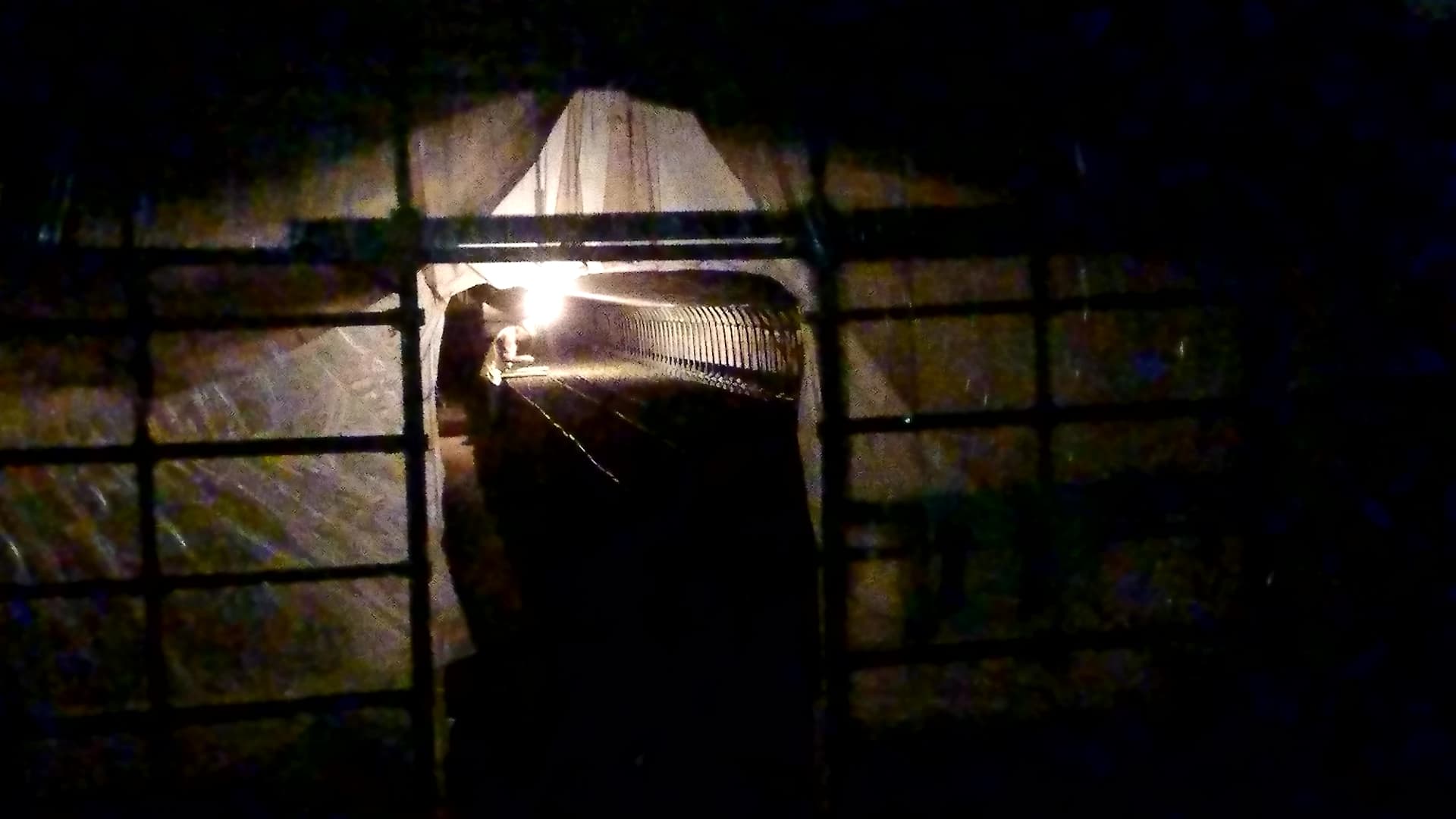 サイネリア始動！！