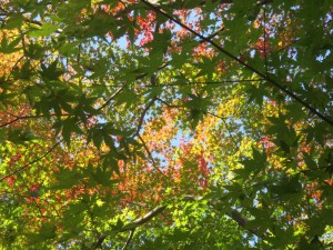 45306473_314470152723564_629006992815423488_n