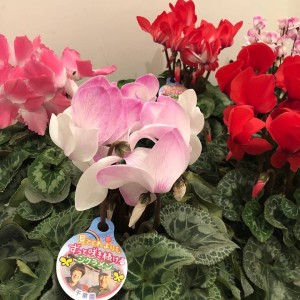 47197942_2060524187344099_2363070459135655936_n