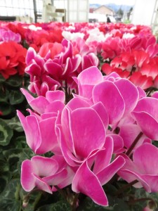 47326419_1981207955290594_6282140271769550848_n