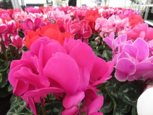 47350607_1981207895290600_6492777038607286272_n