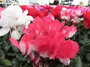 47382750_1981207868623936_1656104879275376640_n