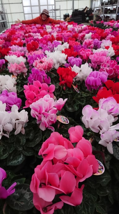 シクラメンに埋もれてます