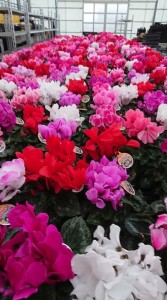 48277714_344859912912683_5586727445265907712_n