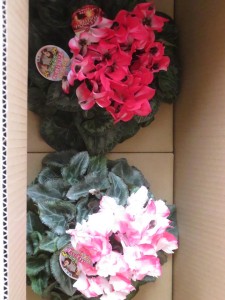 48321952_1177991565696580_5250384098140094464_n