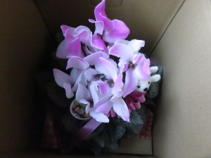 48355677_289784385002820_1700661093342380032_n