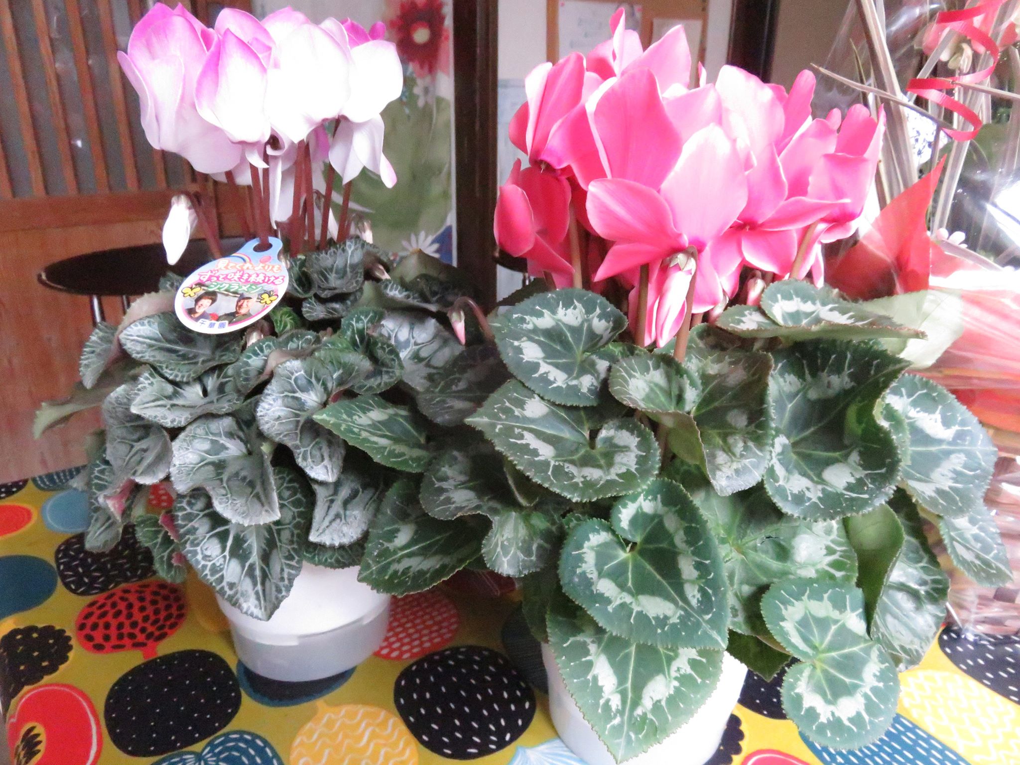 毎年贈るシクラメン