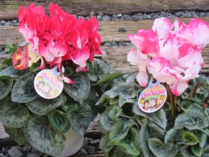 48362577_2158322491163600_7872951962994475008_n