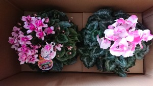 48367678_1976904315948641_3909941937683038208_n