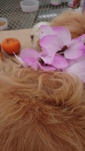 48380910_1939742859413756_1633338181057249280_n