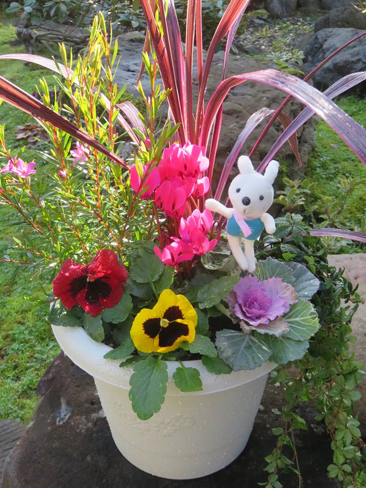 寄せ植えのプレゼント