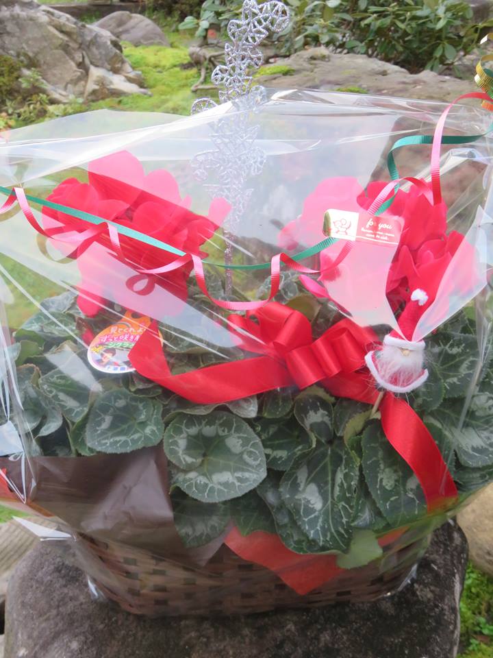 クリスマスシクラメン♪