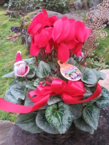 48389267_2221590274796234_1287738857286008832_n