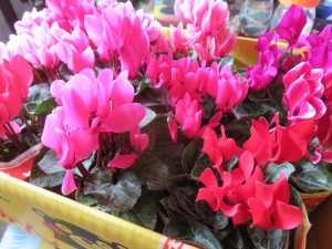 48395726_592591814510186_4582764507520040960_n