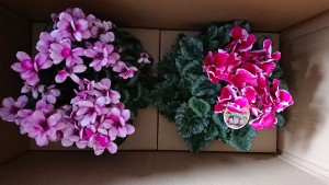 48411386_325190104749814_946658479060287488_n