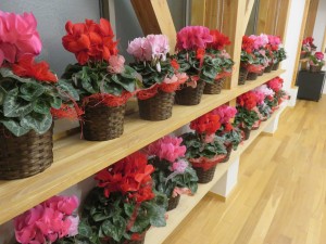 48928974_2012890432122346_6390213524521484288_o