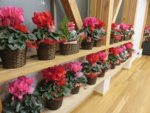 49001793_2012890592122330_1694659078409682944_o