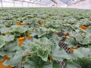 15966898_1205776769500387_1872930600_o