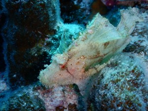 51132366_2071705936240795_8407718366789238784_n