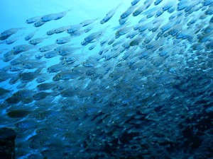 51169483_2071705706240818_5499450836478066688_n