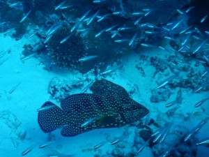 51172495_2071705799574142_2822310756383457280_n