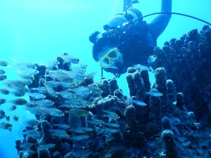 51251518_2071705992907456_8199813280756137984_n