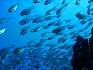 51256882_2071729429571779_5089668522162782208_n