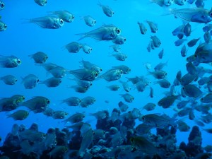 51281593_2071705872907468_9201090343523581952_n