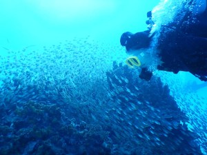 51295981_2071705772907478_2443745759024119808_n