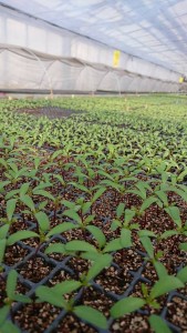 51308638_233122147593539_4970658349939949568_n