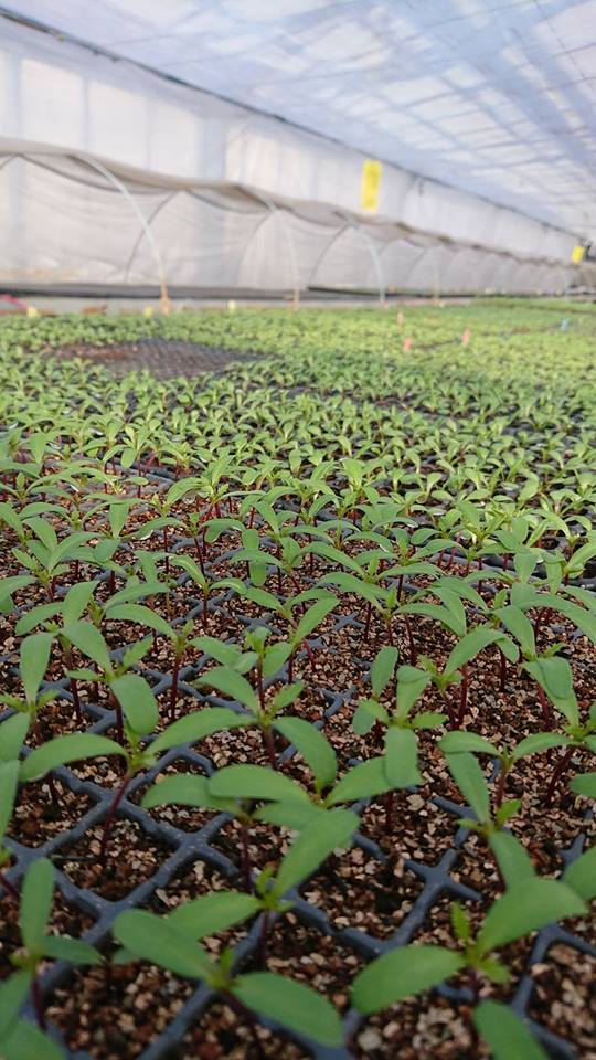 冬季期間中にやっておかなきゃ