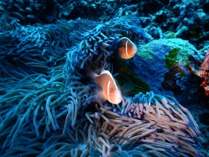 51332122_2071705499574172_8417863951420751872_n