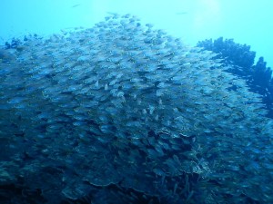 51402288_2071729492905106_2567994279519584256_n