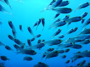 51486397_560499471132197_5884071673300254720_n