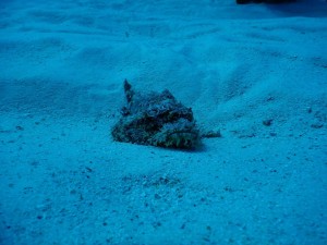 51503012_311126492927361_5211524973507641344_n